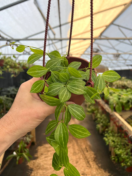 4" Dischidia ovata 'Watermelon' hanging basket