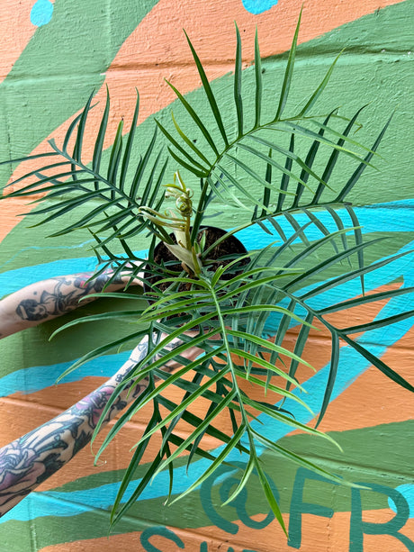 6" Philodendron tortum - Canopy Plant Co.