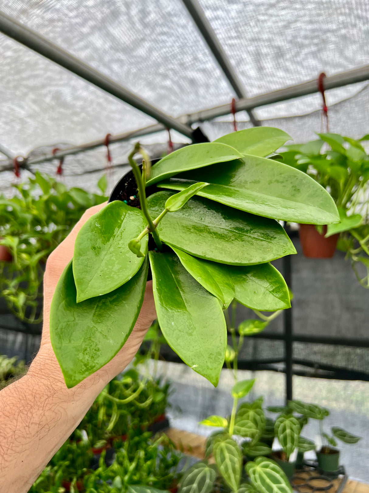 4" Hoya meliflua - Canopy Plant Co.