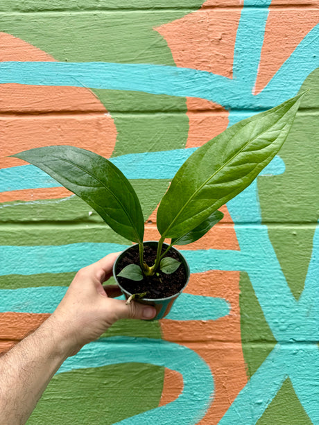 4" Anthurium 'Big Bill' - Canopy Plant Co.