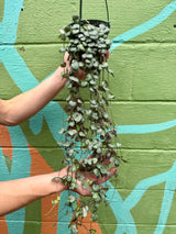 5” 'String of Hearts' hanging basket
