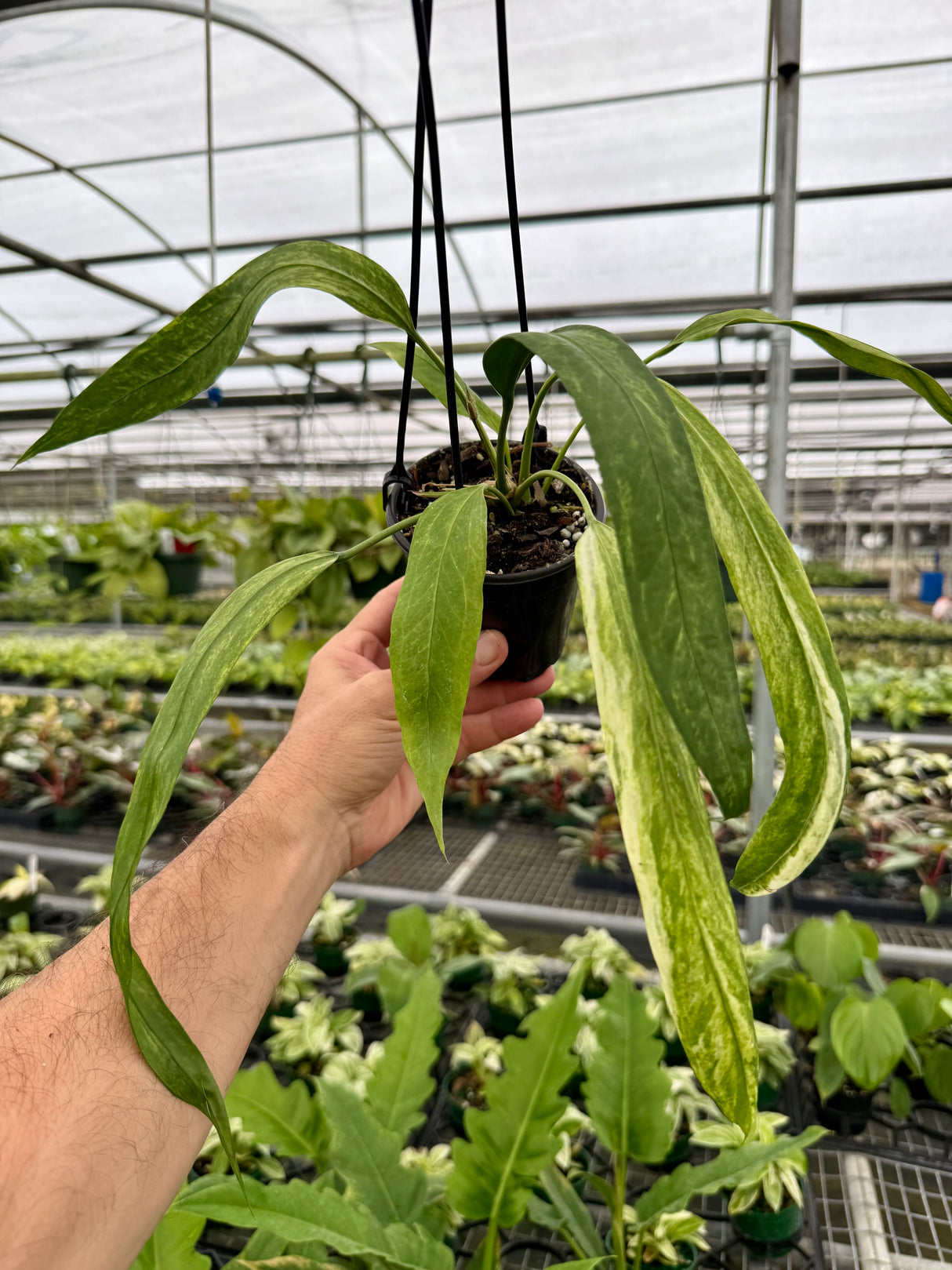 4" Anthurium vittarifolium variegated hanging basket