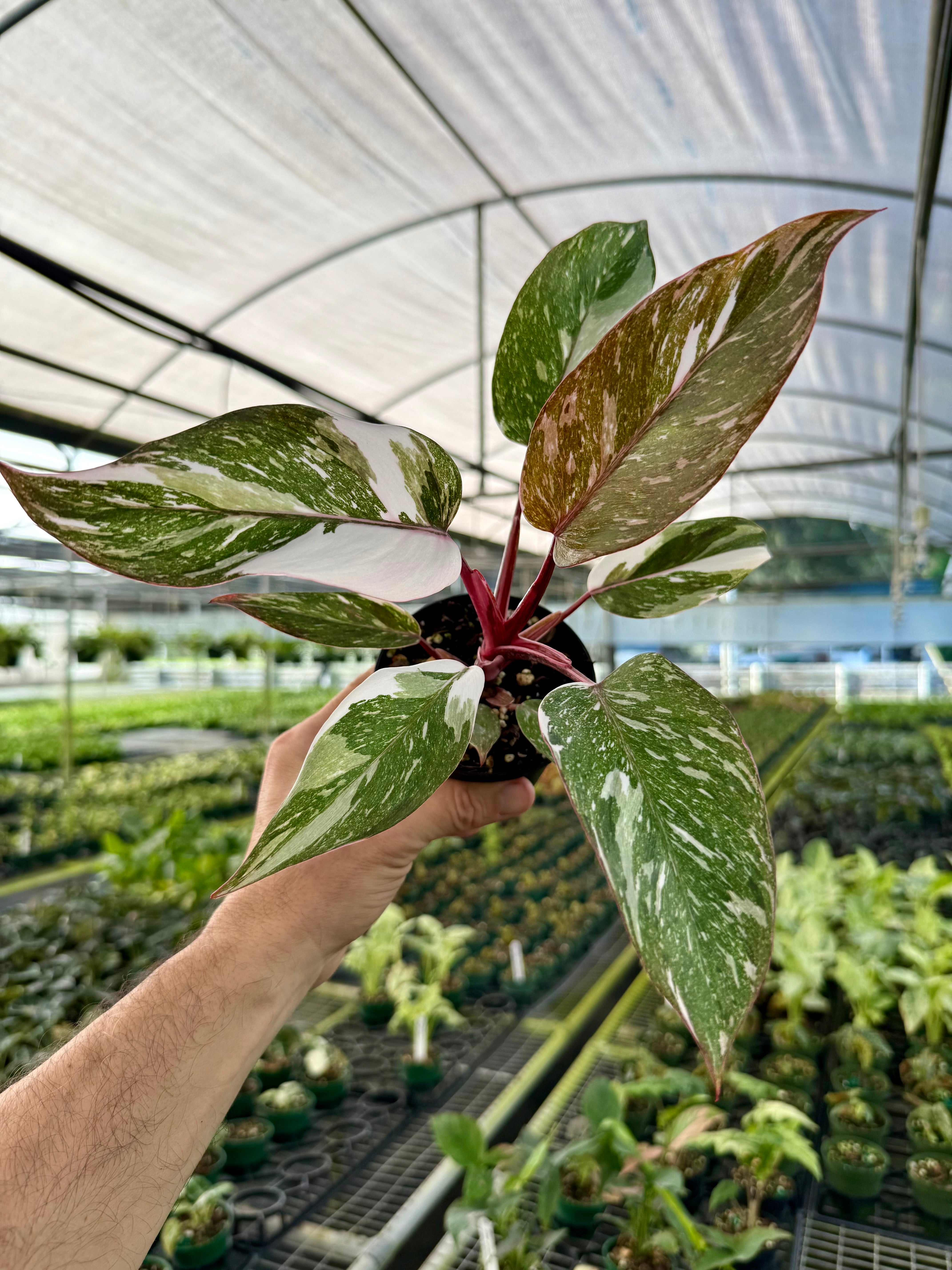 4” Philodendron 'Pink Princess' (marble) | Canopy Plant Co.