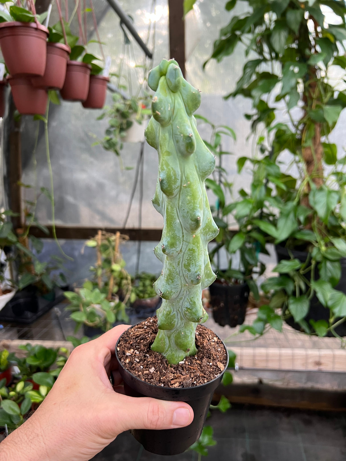 4" Boobie cactus (Myrtillocactus geometrizans 'Fukurokuryuzinboku')