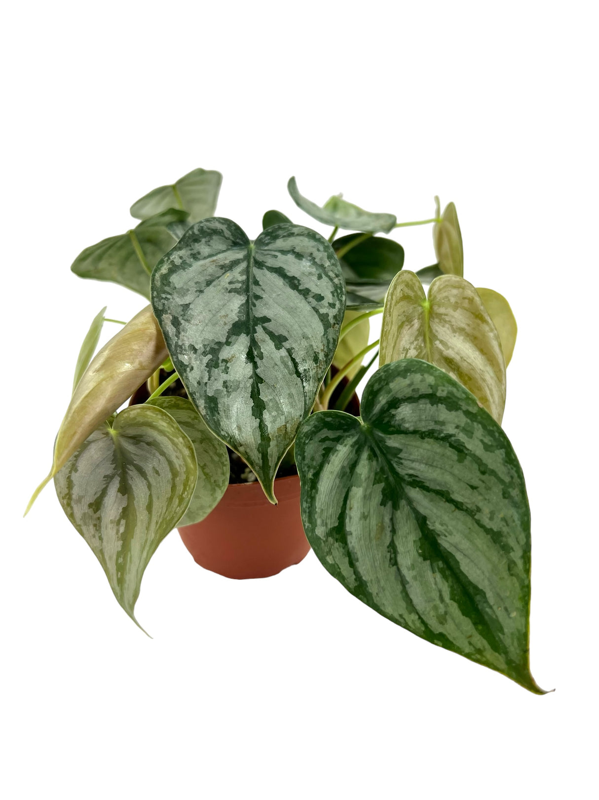 4" Philodendron brandtianum