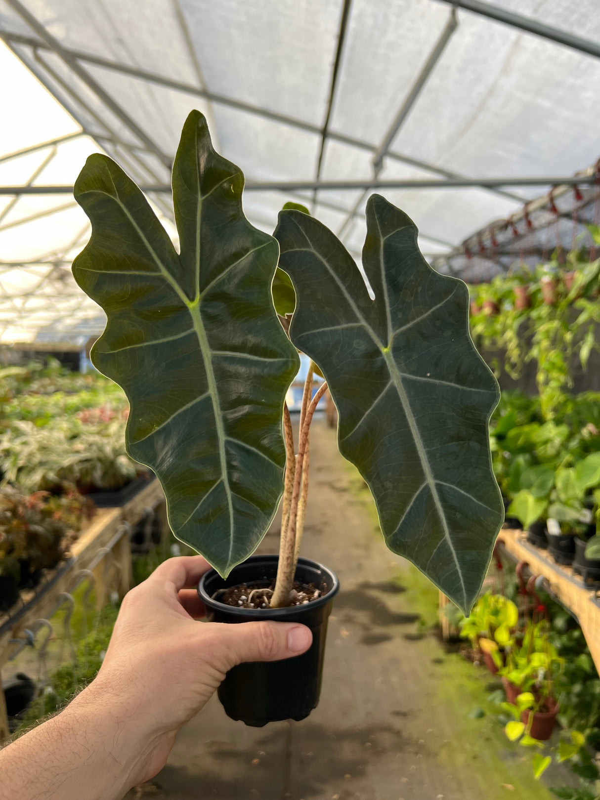 4" Alocasia sanderiana