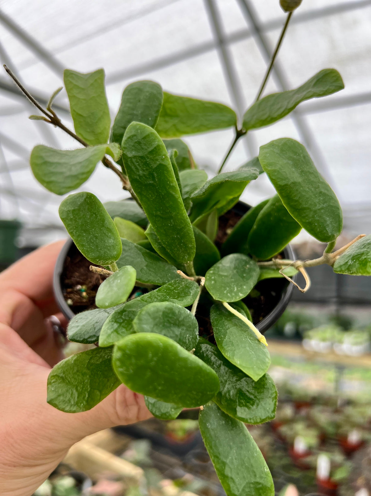 4” Hoya rotundiflora - Canopy Plant Co.