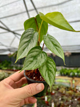 3” Philodendron sodiroi - Canopy Plant Co.
