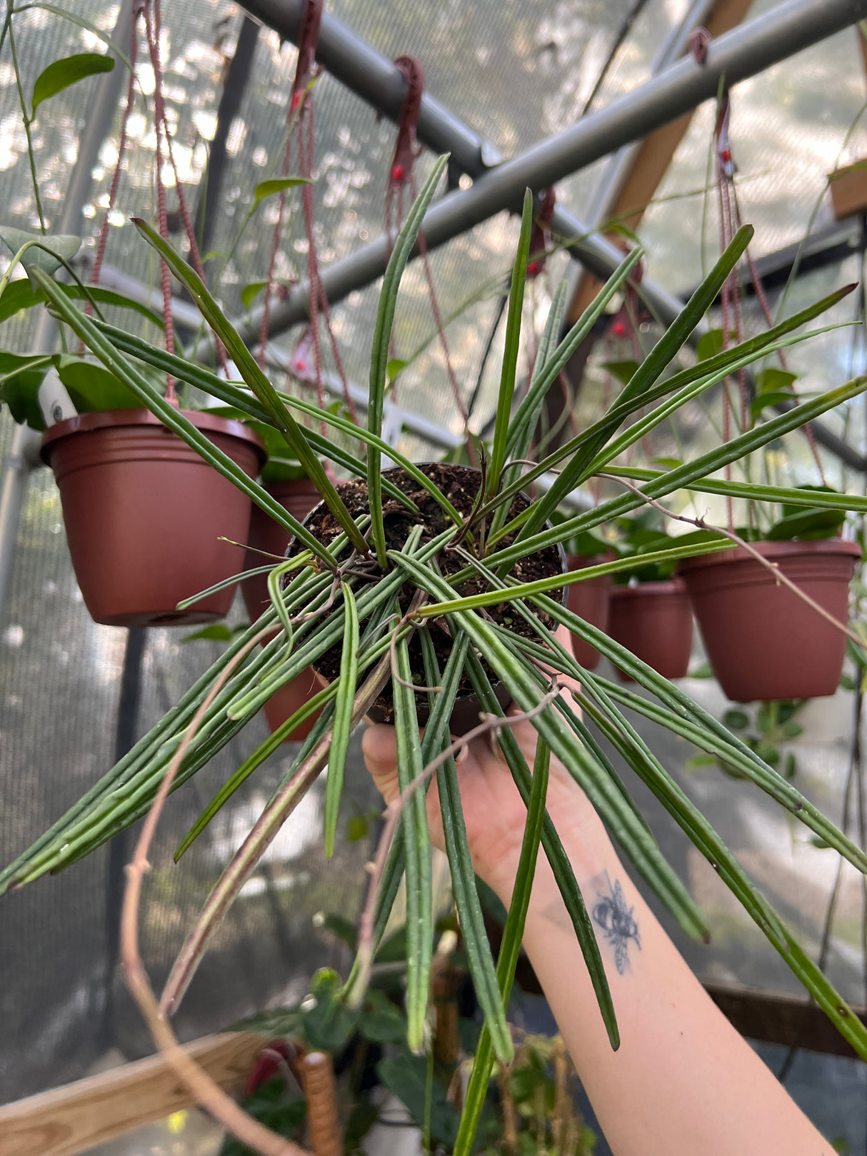 4” Hoya insularis