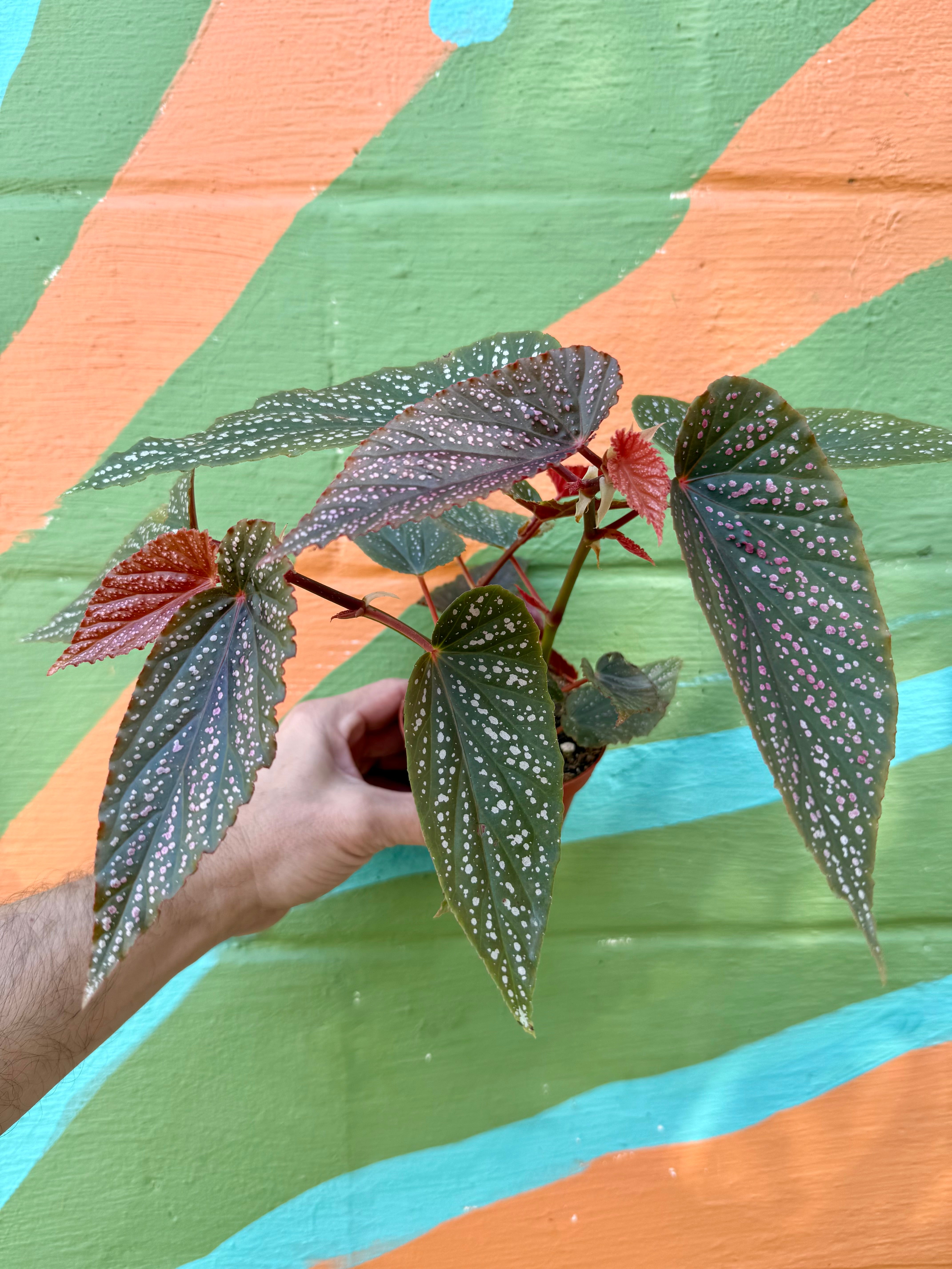 Begonia – Tagged 