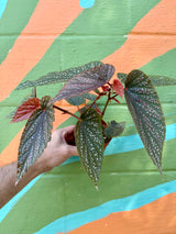 4” Begonia ‘Benigo Pink’