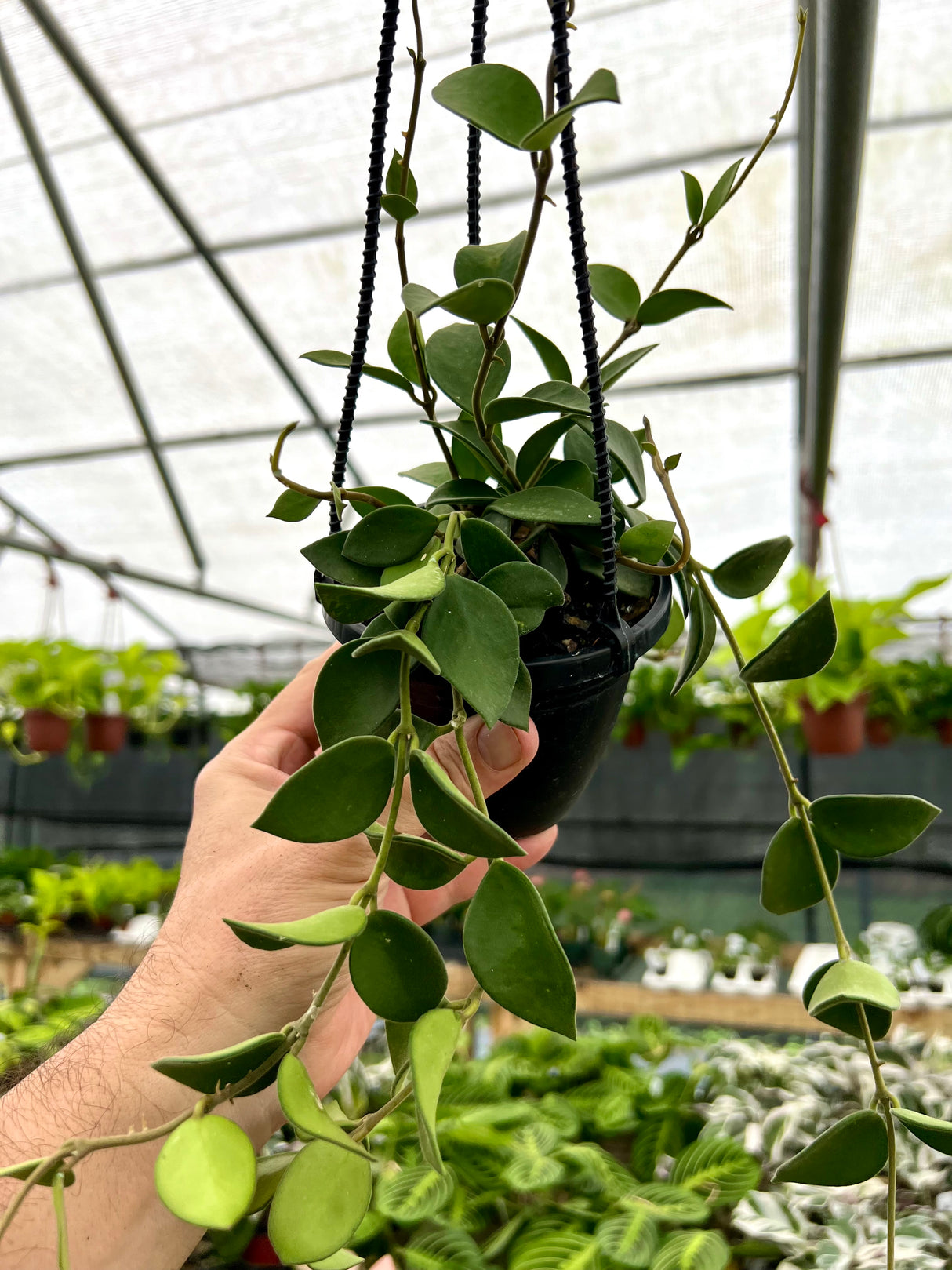 4" Hoya nummularioides hanging basket