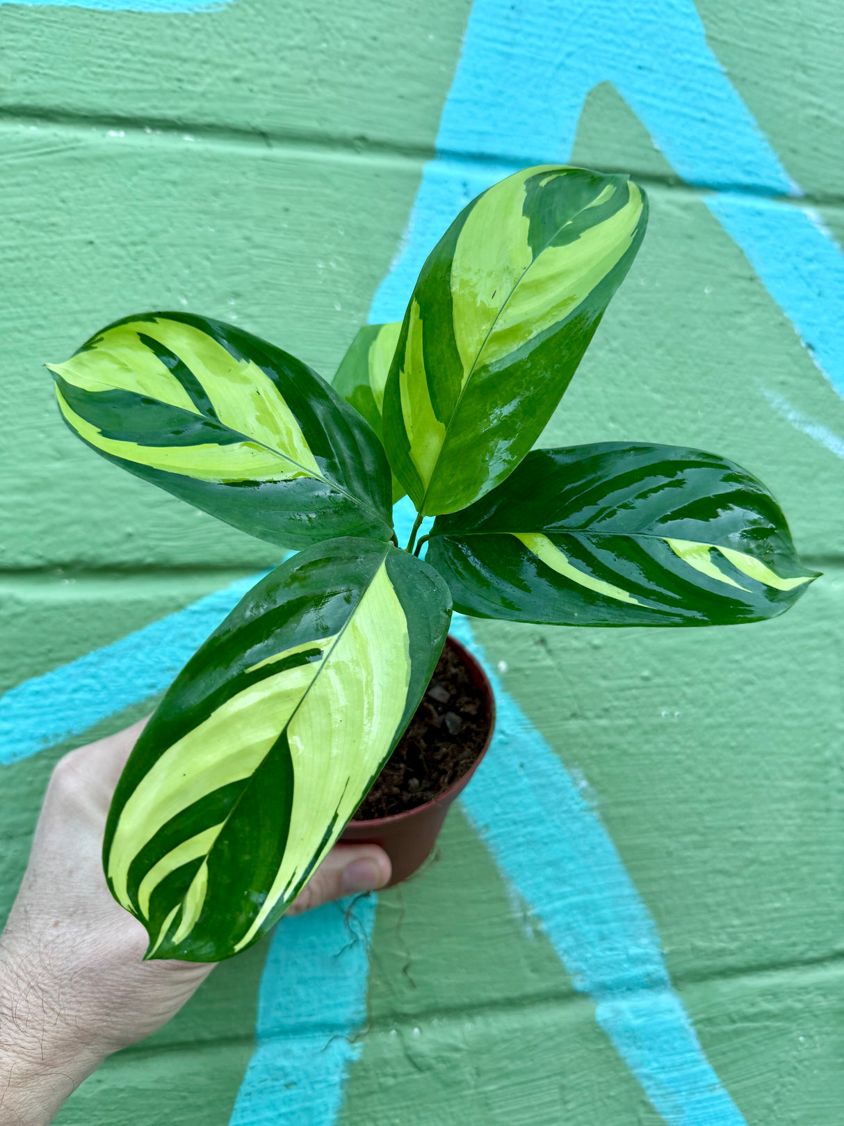 4" Calathea Pilosa - Canopy Plant Co.