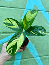 4" Calathea Pilosa - Canopy Plant Co.