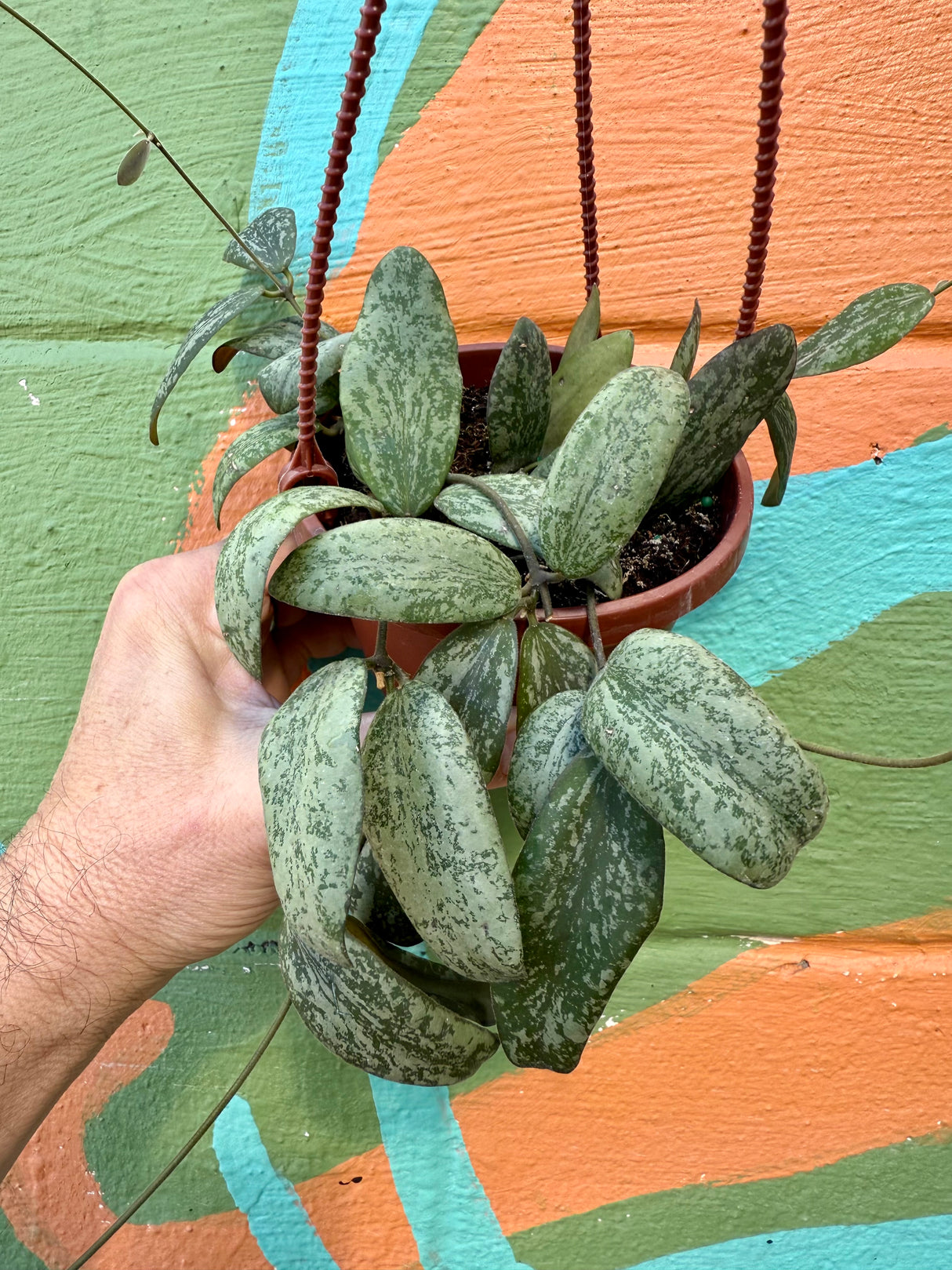 4" Hoya sigillatis sp. Borneo (round form) hanging basket
