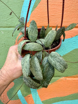 4" Hoya sigillatis sp. Borneo (round form) hanging basket