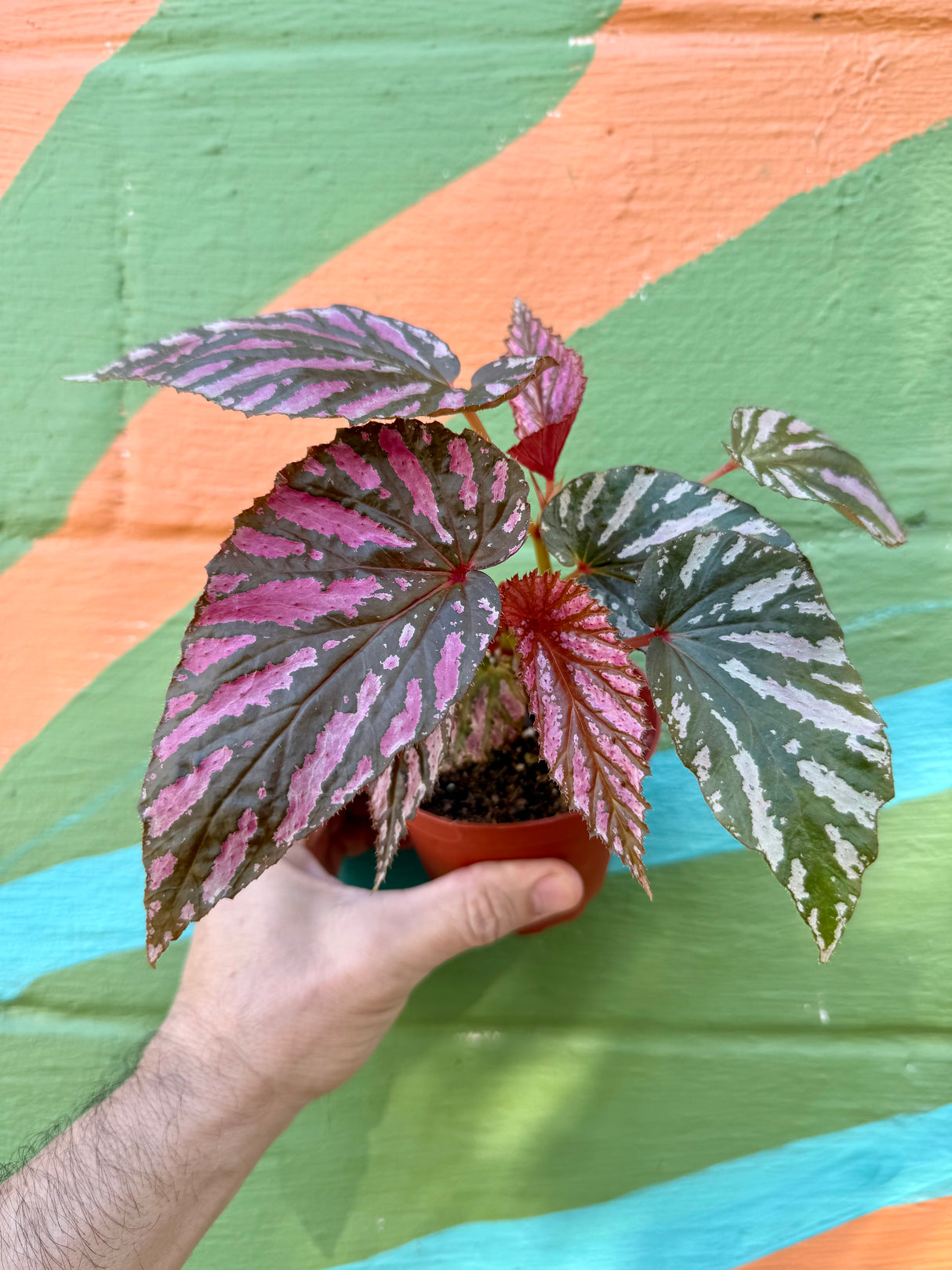 4" Begonia brevirimosa 'Exotica'