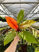 4" Philodendron ‘Prince Of Orange’