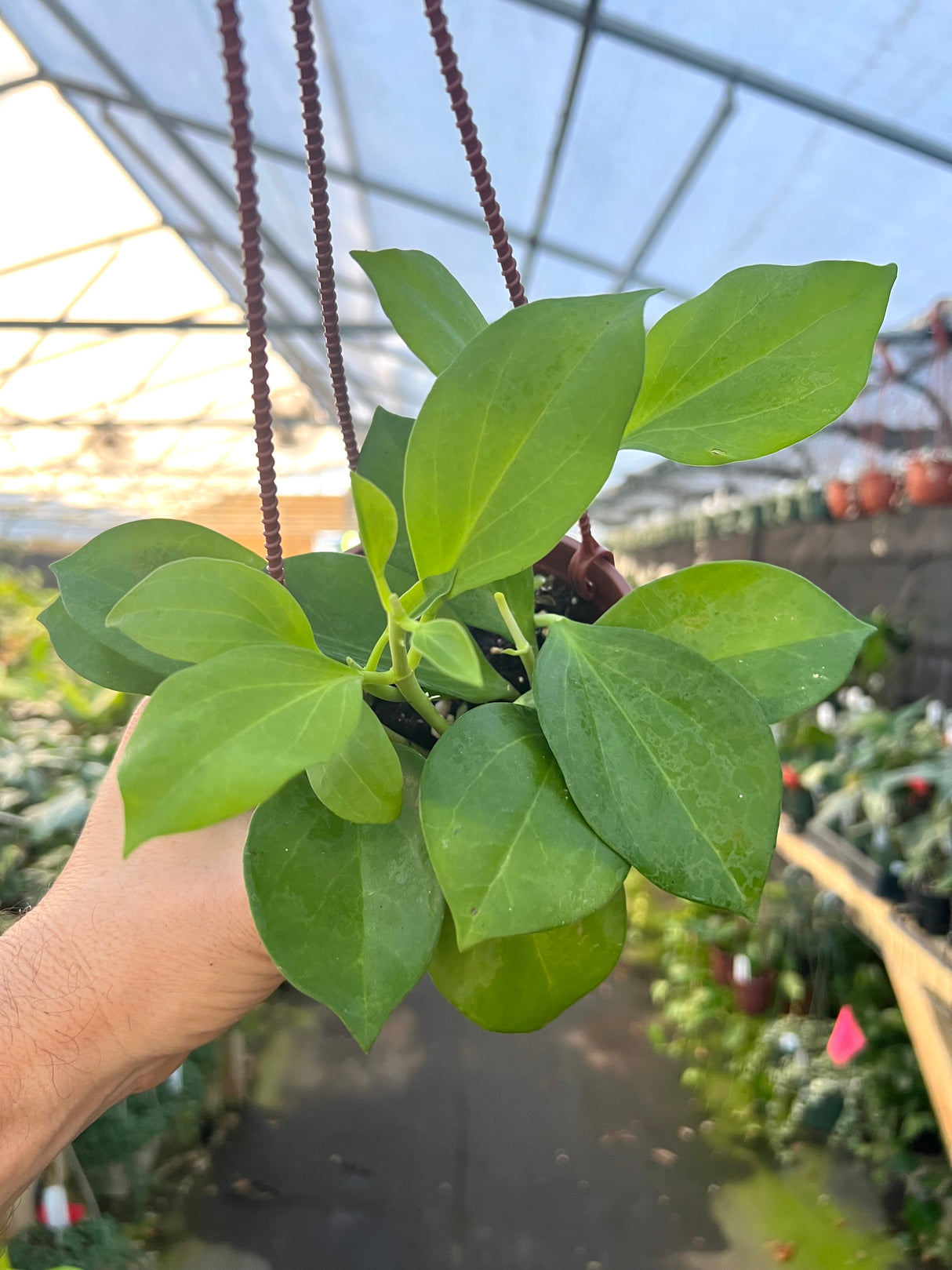 4" Hoya pachyclada hanging basket