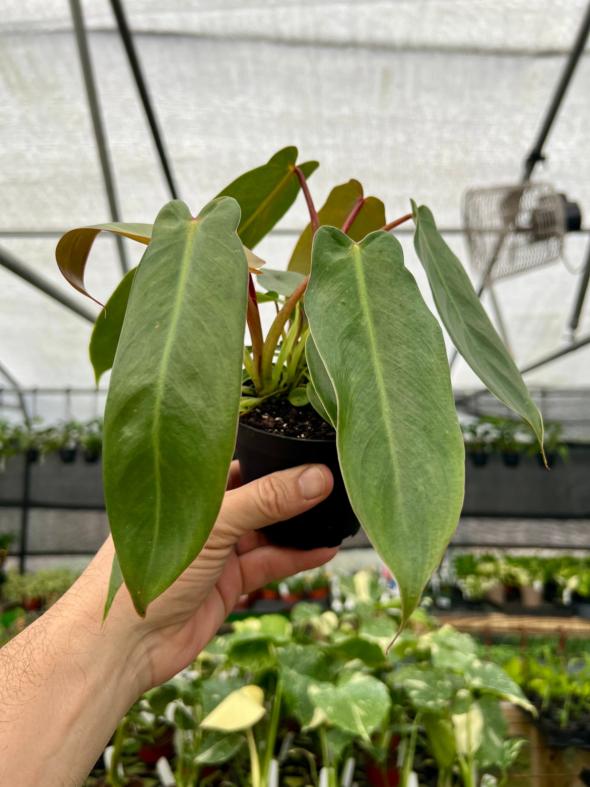 Philodendron spiritus sancti
