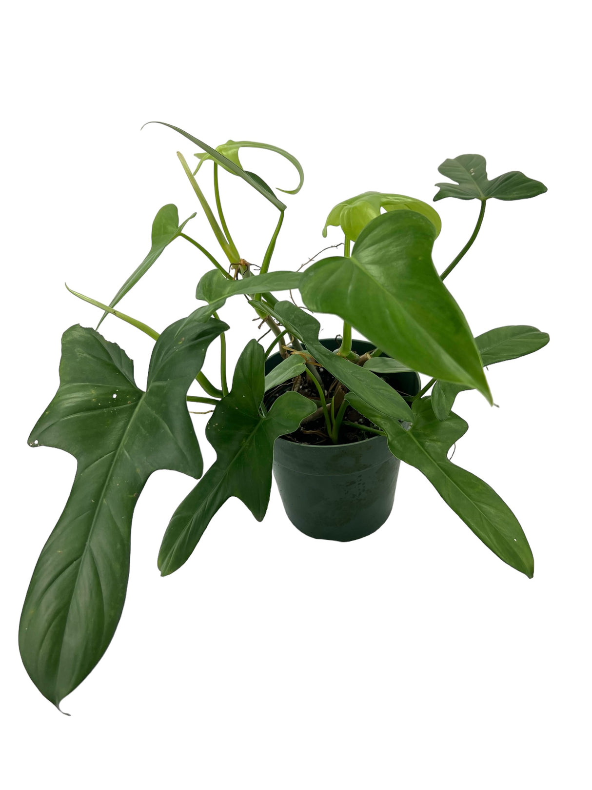 6" Philodendron Jerry Horne