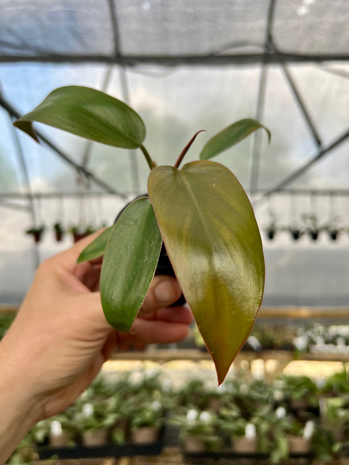 3” Philodendron Florida Bronze