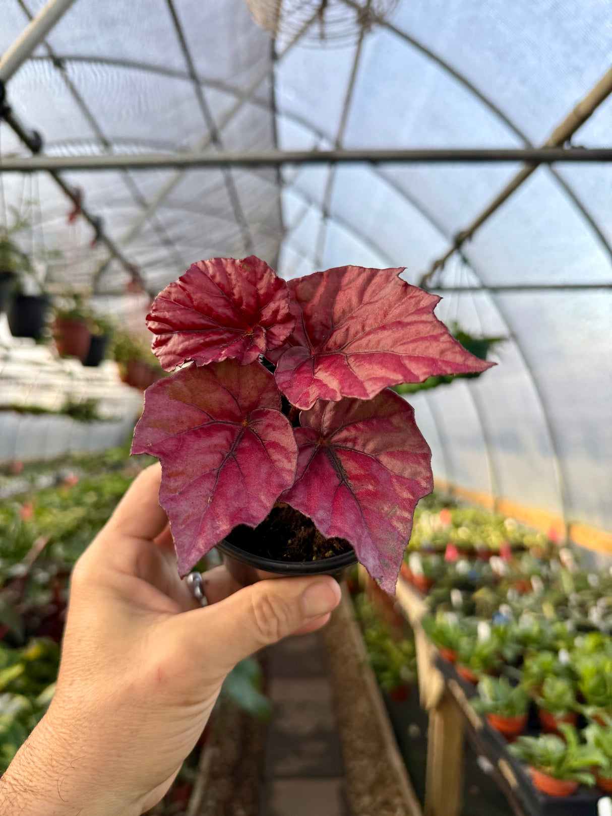 4" Begonia 'Inca Flame' - Canopy Plant Co.