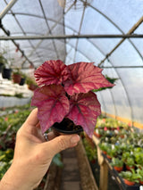 4" Begonia 'Inca Flame' - Canopy Plant Co.