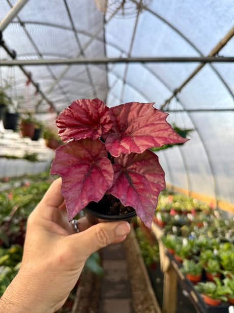 4" Begonia 'Inca Flame' - Canopy Plant Co.