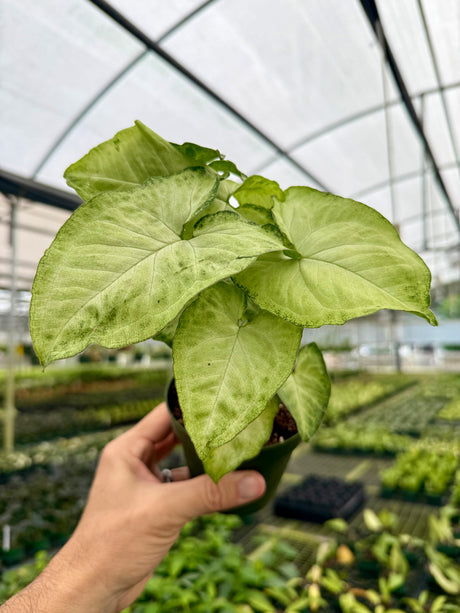 4" Syngonium 'White Butterfly'