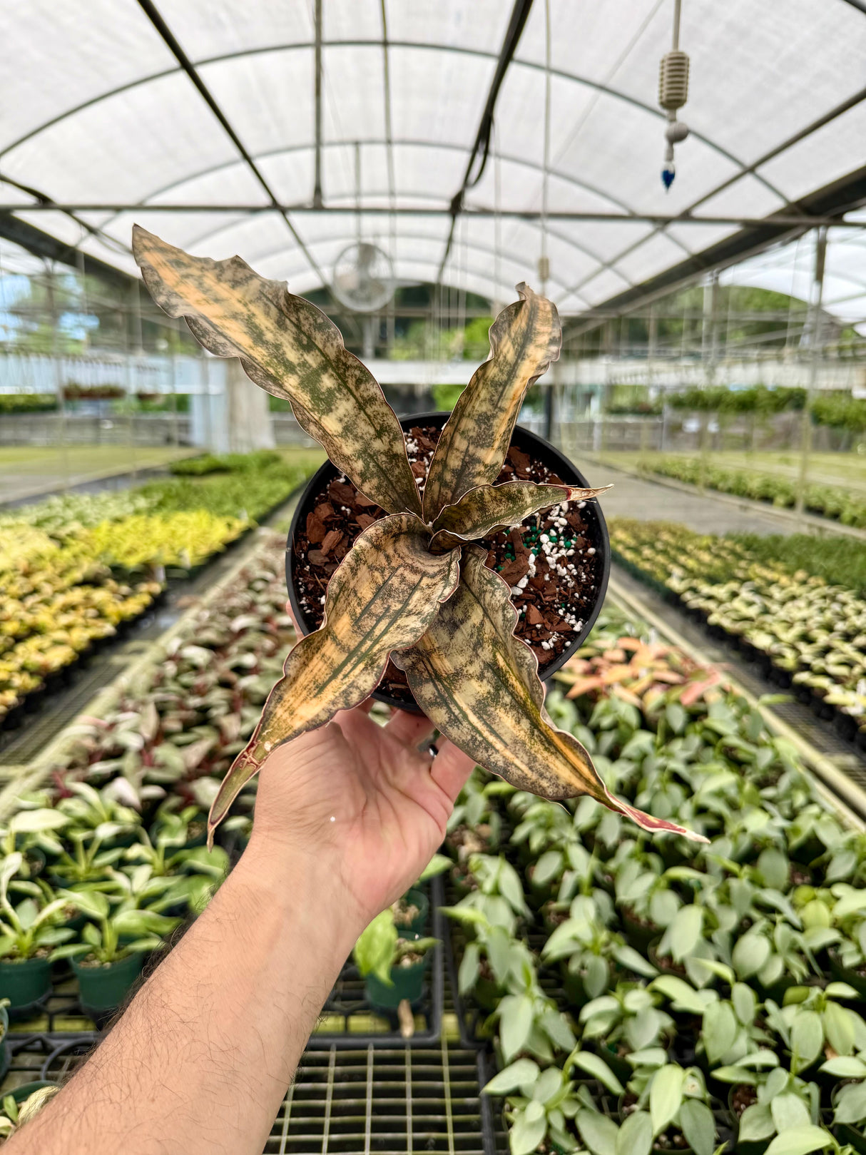 6" Sansevieria kirkii 'Coppertone' variegated