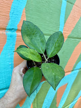 4" Hoya patcharawalai (H. icensis)