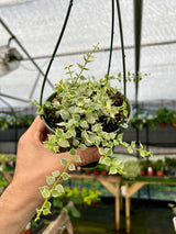 5" Dischidia Million Hearts variegated hanging basket