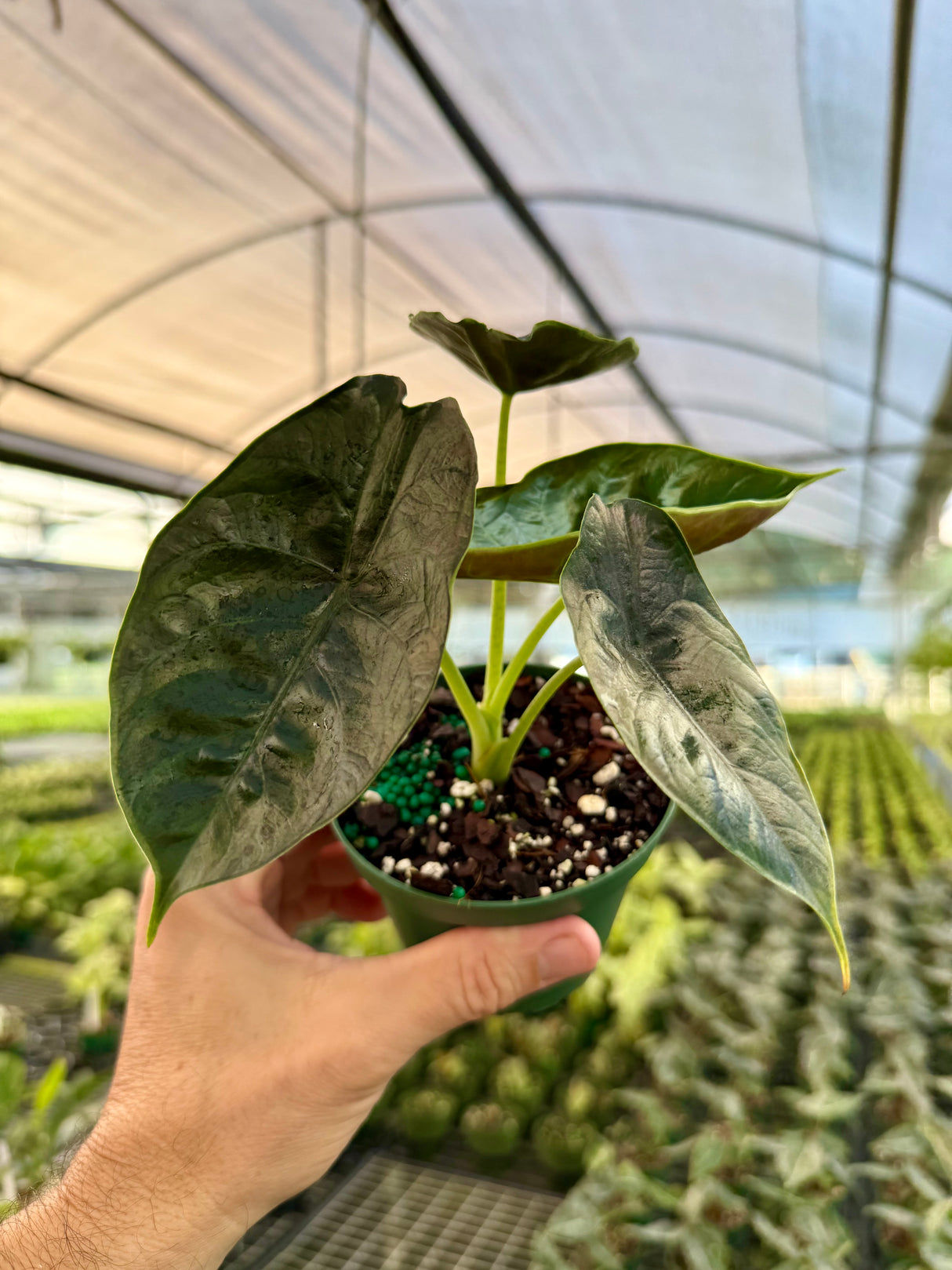 4” Alocasia ‘Green Unicorn’ (azlanii x ‘Dragon Scale’)