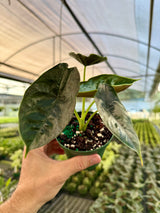 4” Alocasia ‘Green Unicorn’ (azlanii x ‘Dragon Scale’)