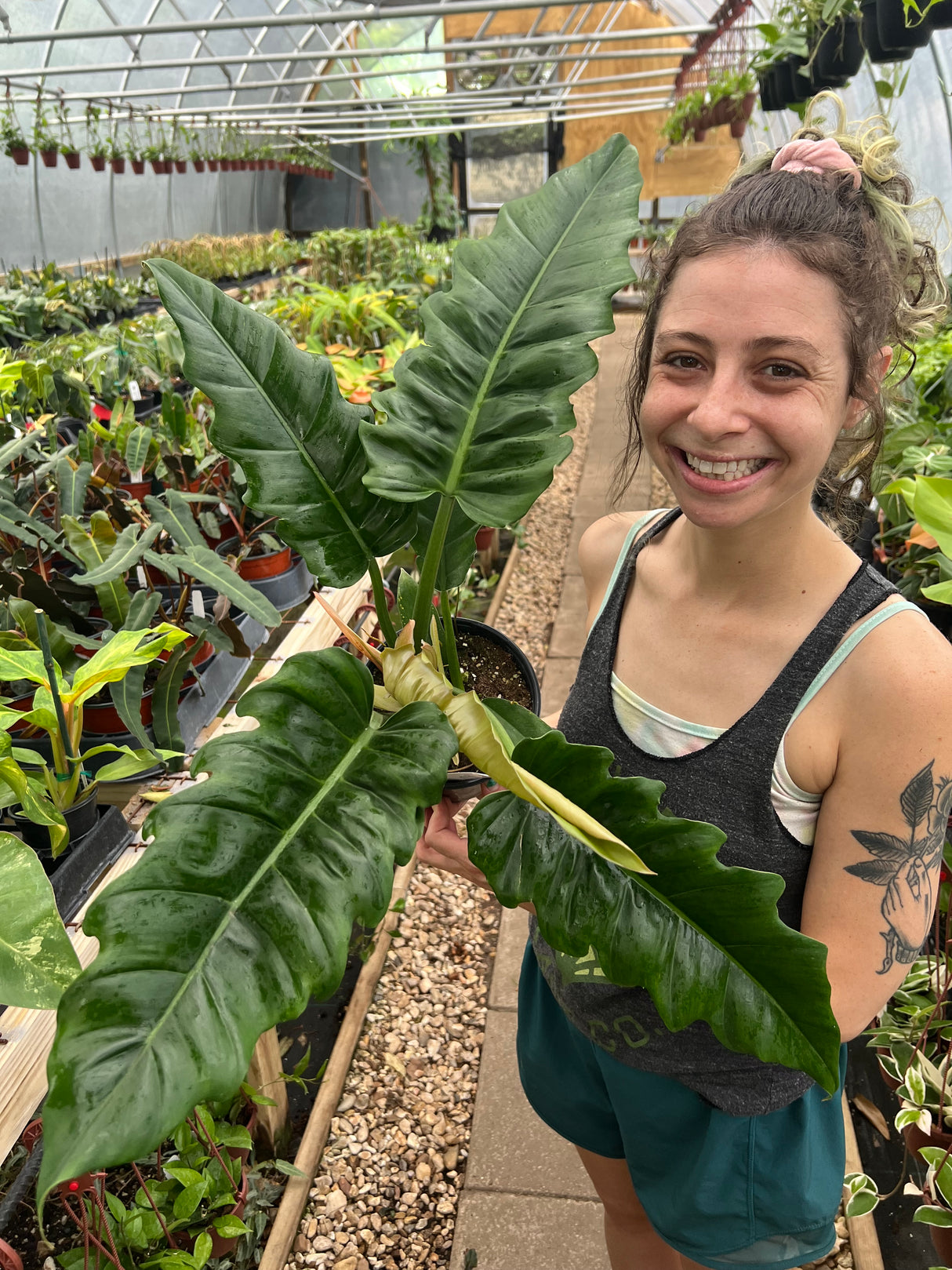 6" Philodendron Jungle Boogie