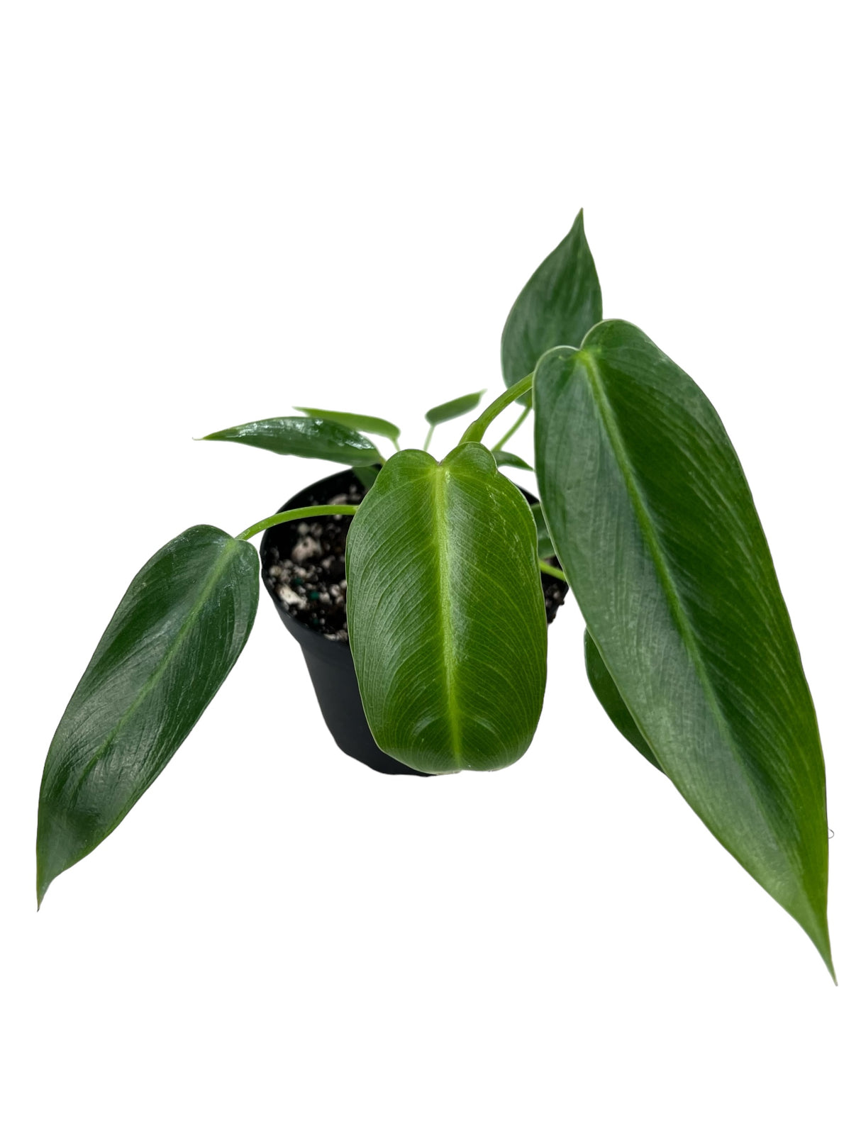 4" Philodendron Spiritus Sancti