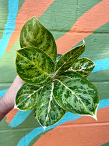 4” Aglaonema 'Green Papuma'