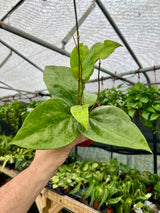 4" Hoya glabra - Canopy Plant Co.
