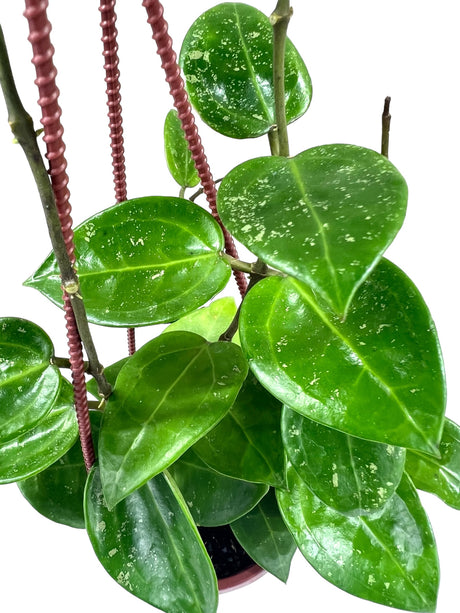 4" Hoya verticillata ‘splash’ hanging basket