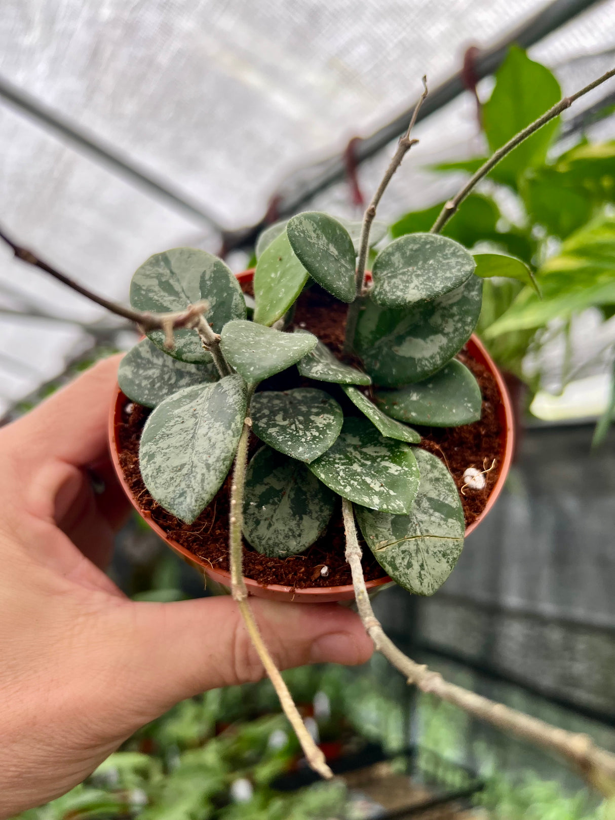 4” Hoya Mathilde 'Splash'