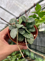 4” Hoya Mathilde 'Splash'