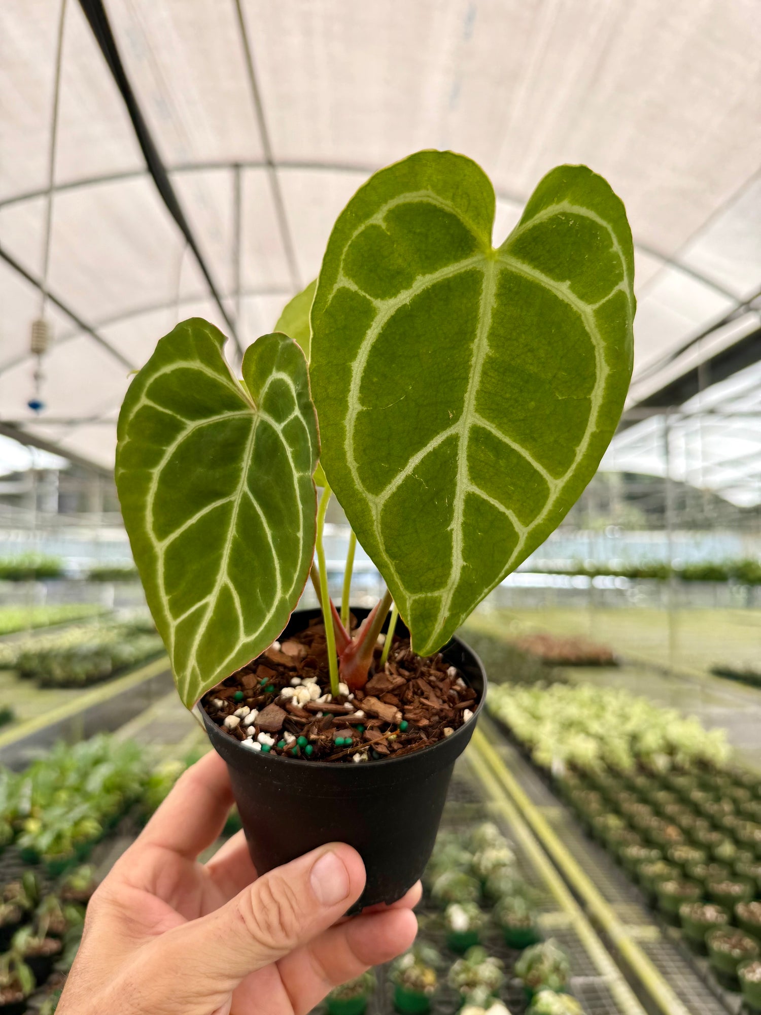 anthurium crystallinum brown edges 4" Anthurium crystallinum – Canopy Plant Co