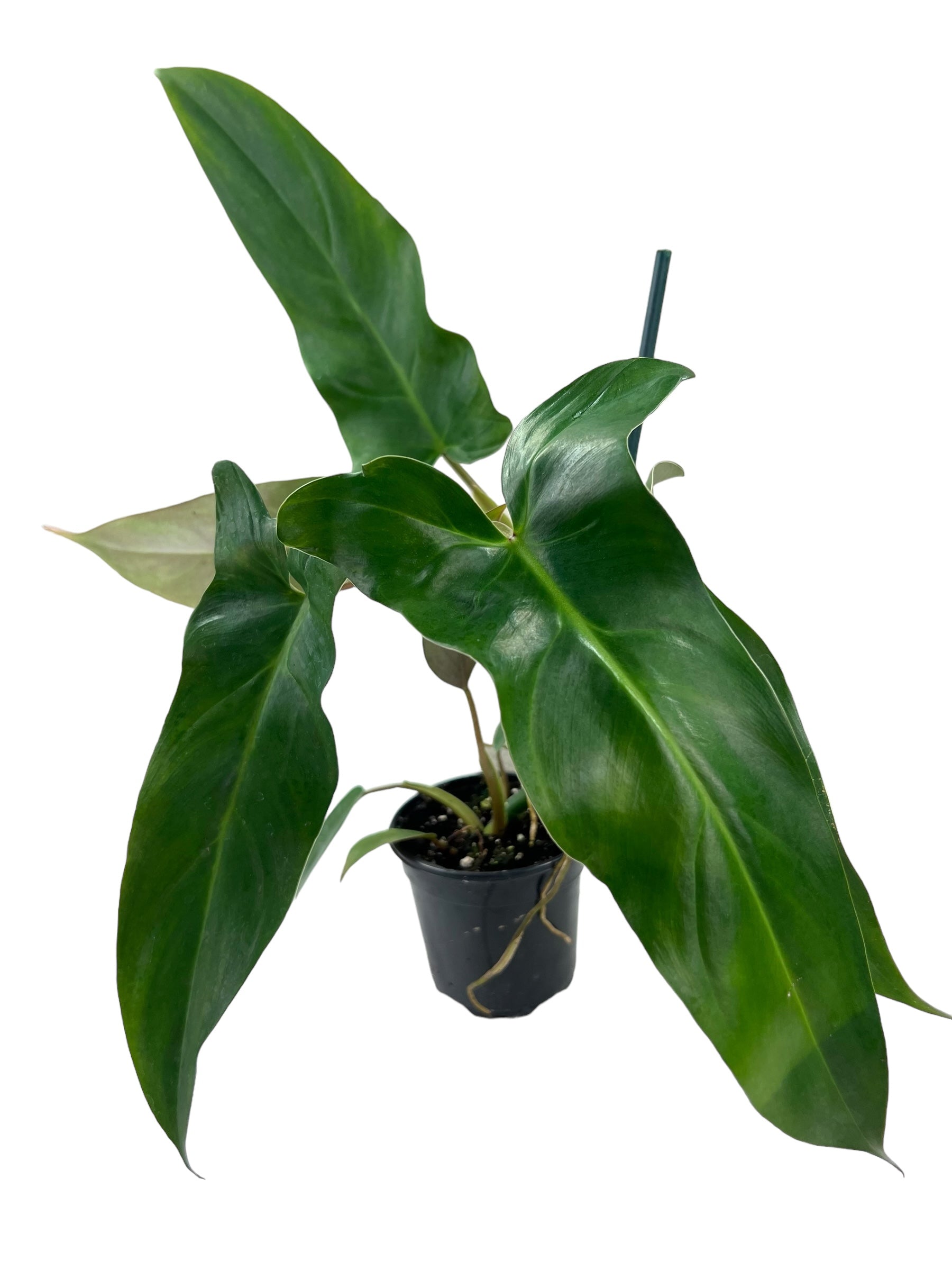 philodendron cf mexicanum 4” Philodendron mexicanum