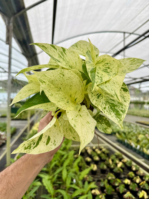 large snow queen pothos 4" Pothos 'Snow Queen' – Canopy Plant Co