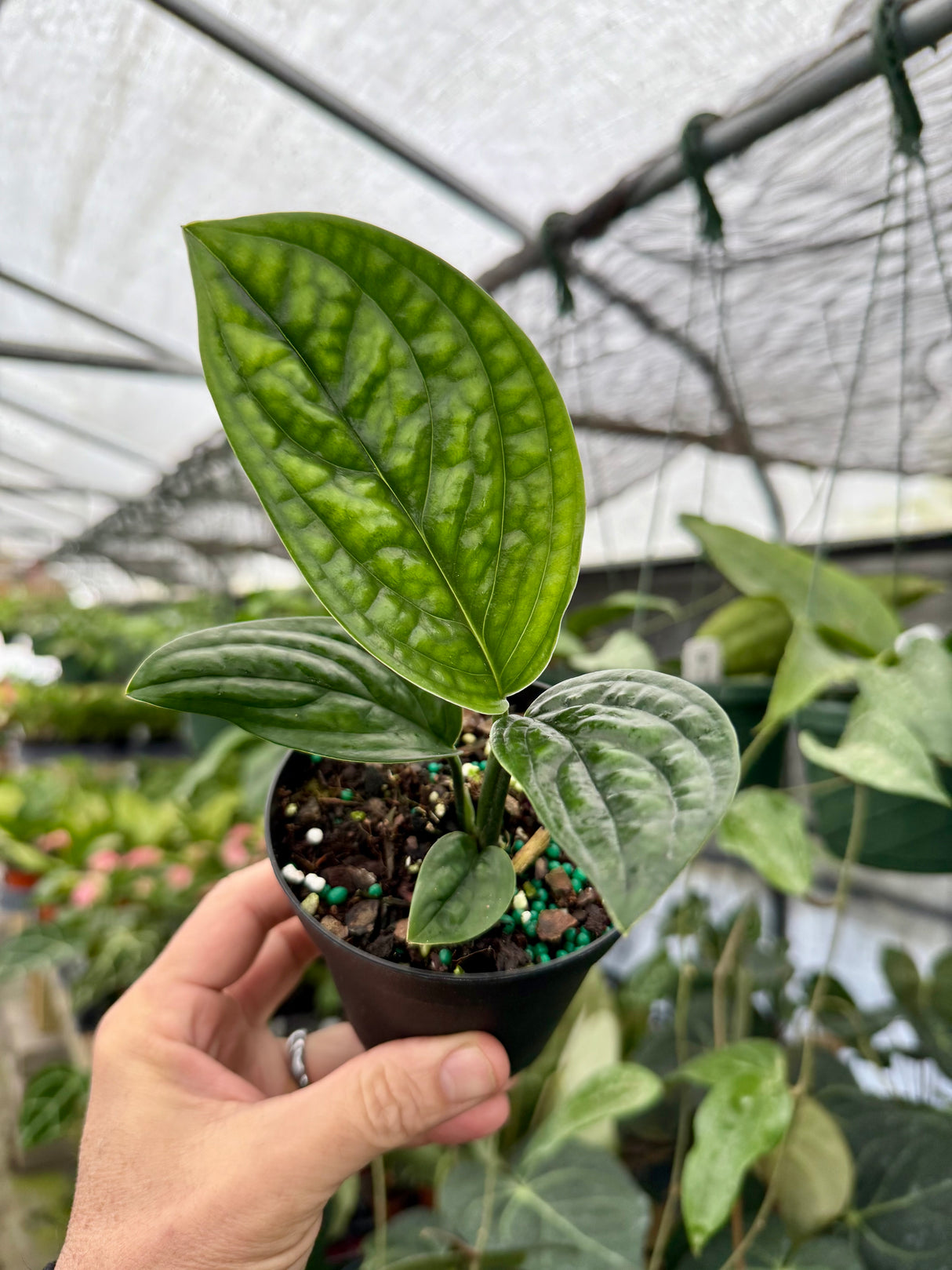 4" Monstera ‘Peru’ (Monstera karstenianum)