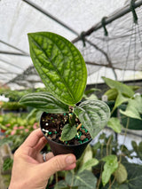 4" Monstera ‘Peru’ (Monstera karstenianum)