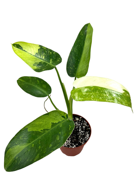 4" Philodendron Jose Buono