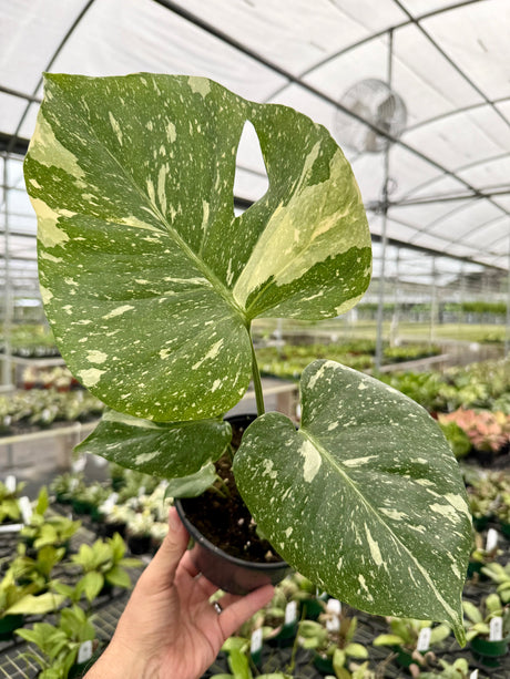 6” Monstera ‘Thai Constellation’