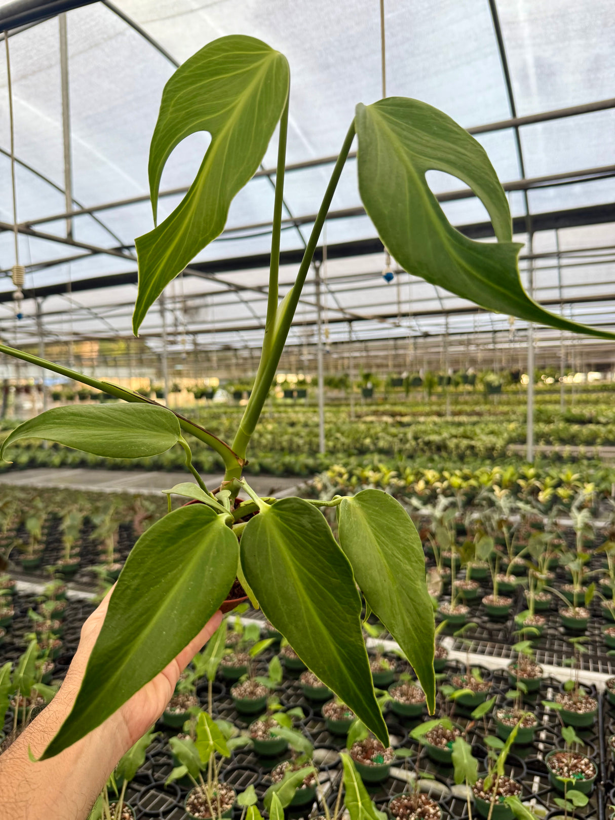 4” Monstera 'Burle Marx Flame'